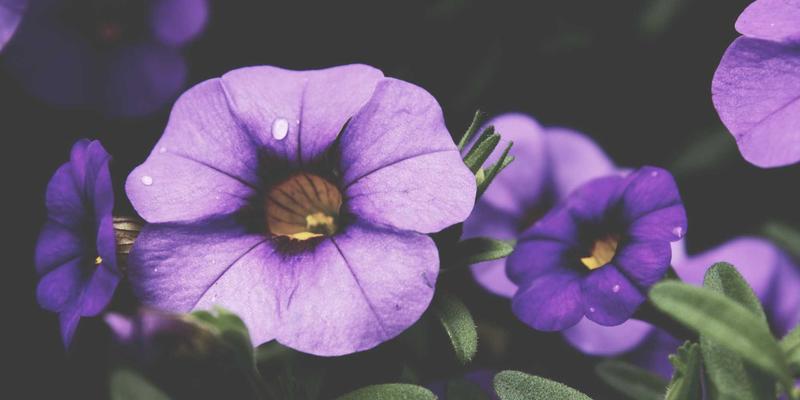 柬埔寨旅行全攻略：从金边出发的实用贴士与地面服务指南