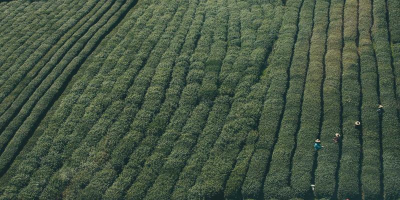 柬埔寨旅行全攻略：实用旅行贴士、地面服务与导游选择指南